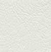 Dull Sea Shell